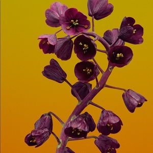 Meet your Posher, Janet